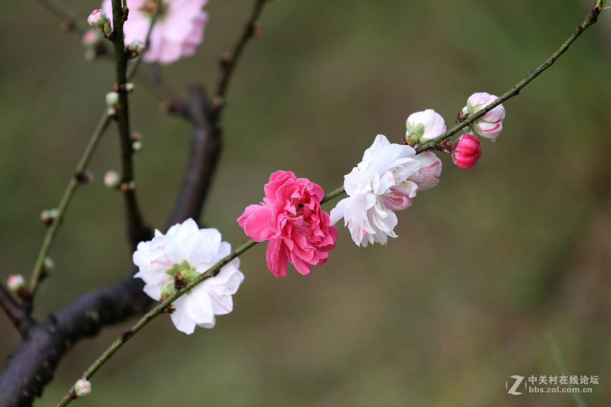 刚刚在武汉植物园拍的花卉。贺好友“浩月长弓”荣任曲靖星空(中国)版主