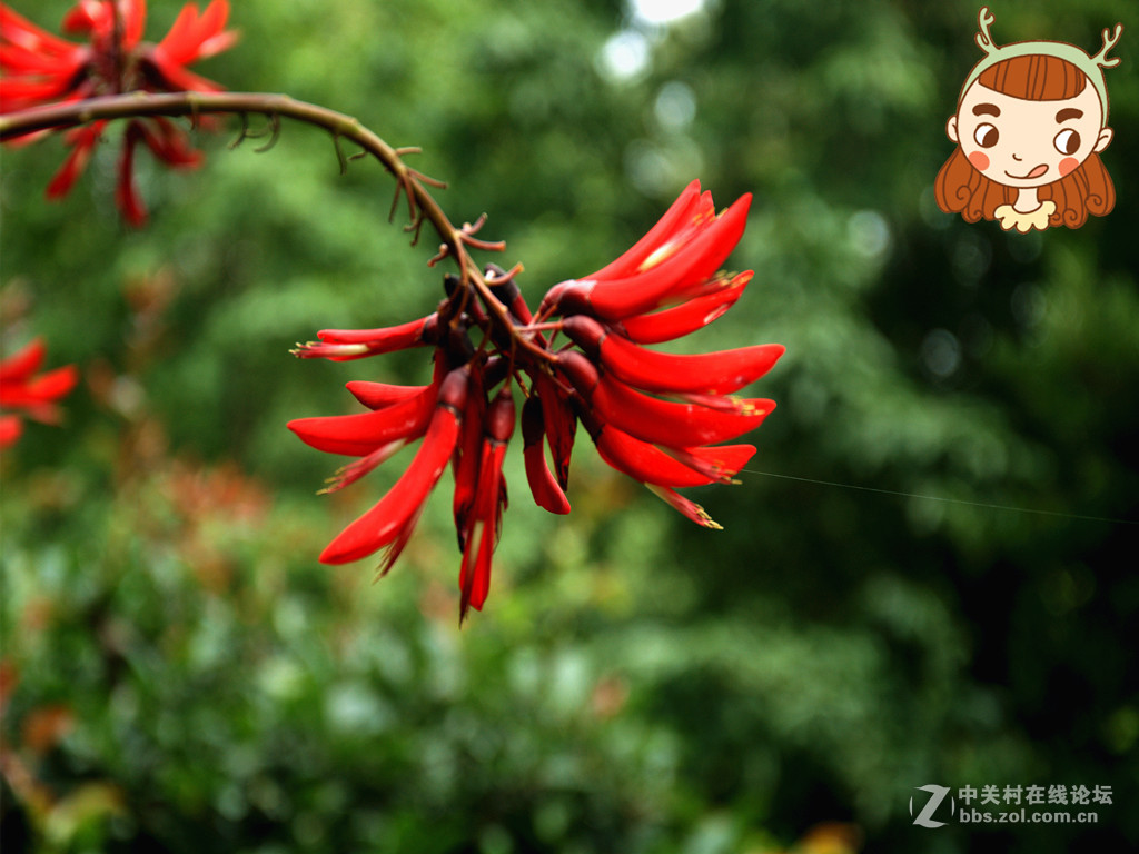 串串小花红艳艳——祝贺小朋友们儿童节快乐！