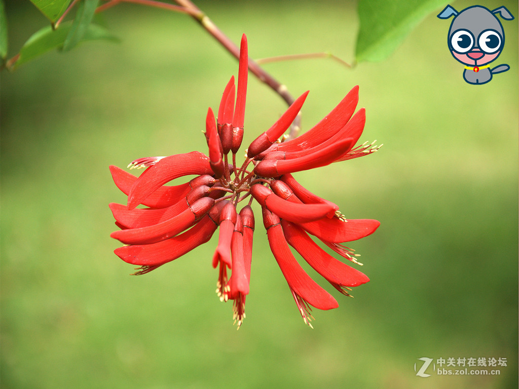 串串小花红艳艳——祝贺小朋友们儿童节快乐！