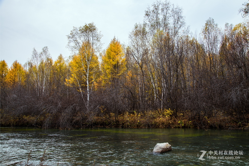 内蒙莫尔道嘎森林