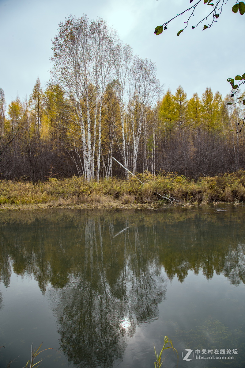 内蒙莫尔道嘎森林