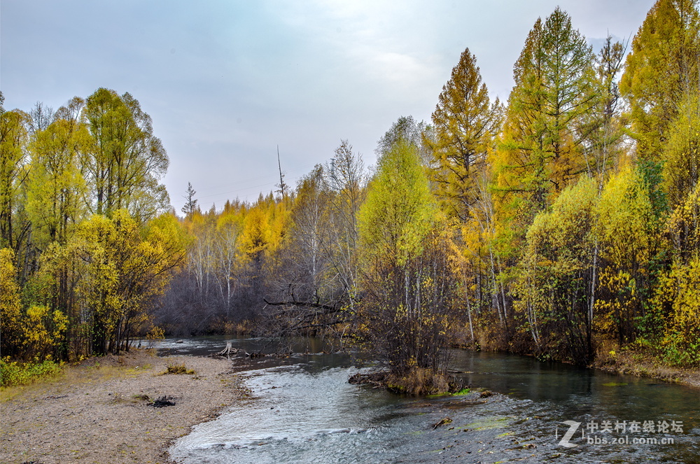 内蒙莫尔道嘎森林