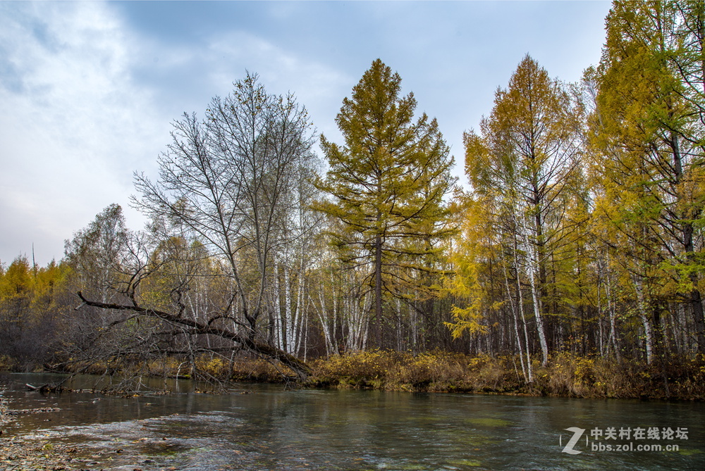 内蒙莫尔道嘎森林