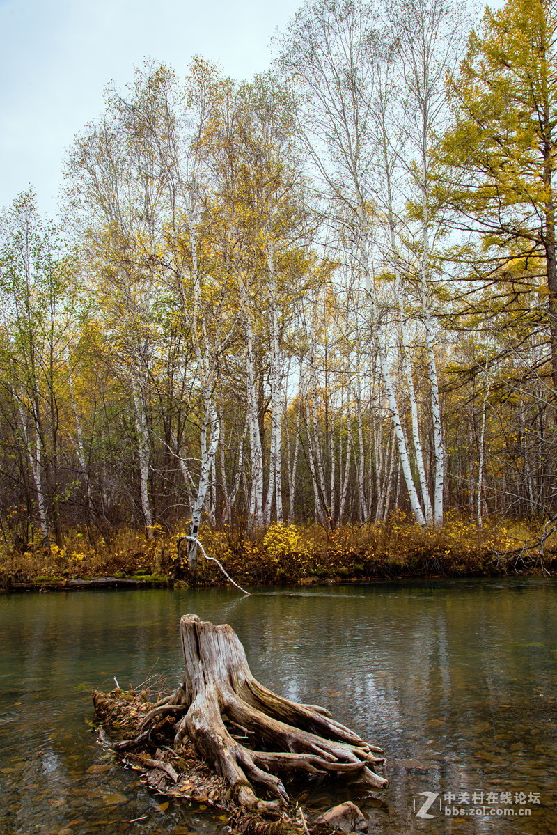 内蒙莫尔道嘎森林