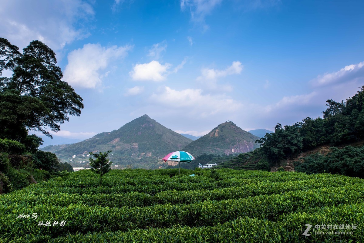 茶乡潮州凤凰镇