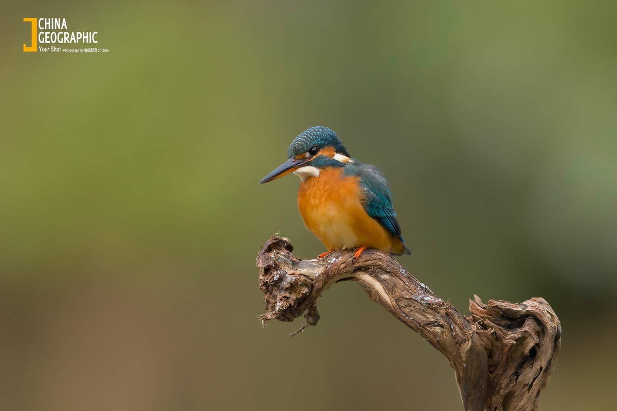 适马500鸟片测试2