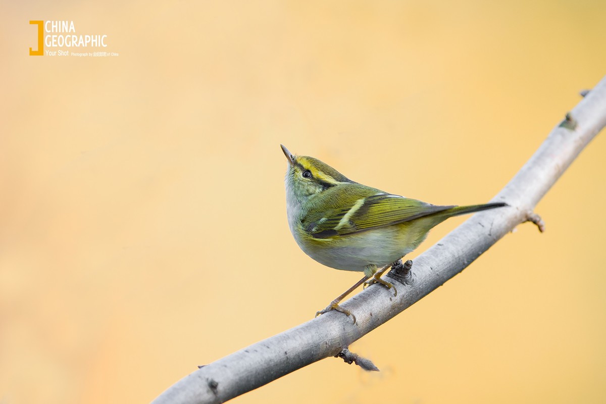 适马500鸟片测试2