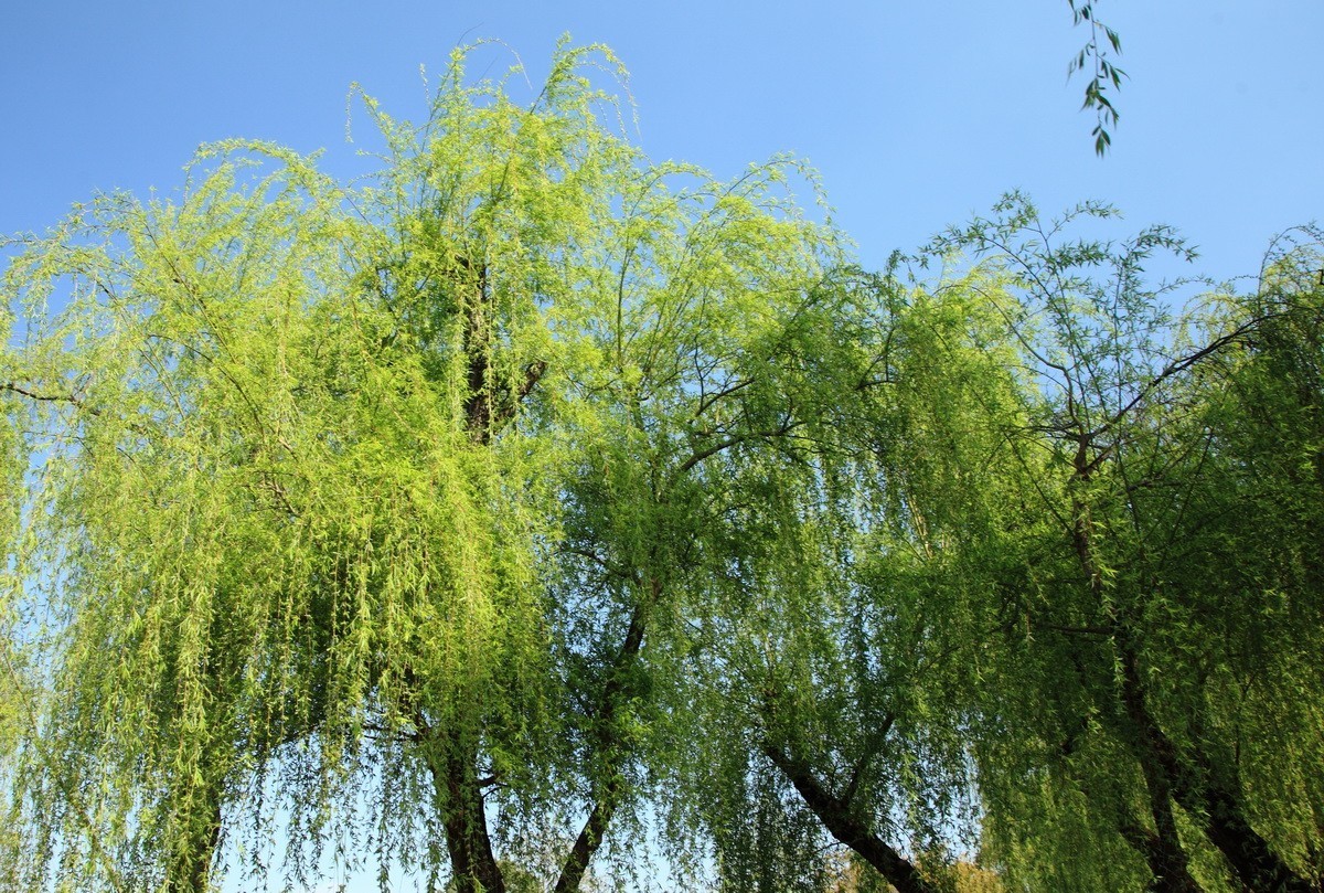 春风杨柳