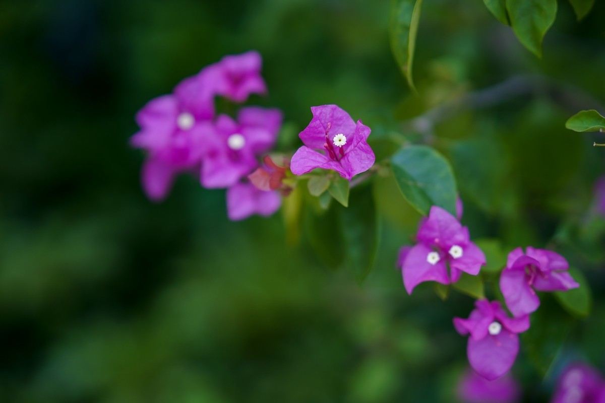 a7m3+FE 85mm f1.4 GM (一组[鲜花) 祝贺好友晚之秋荣任索尼A7Rlll星空(中国)版主