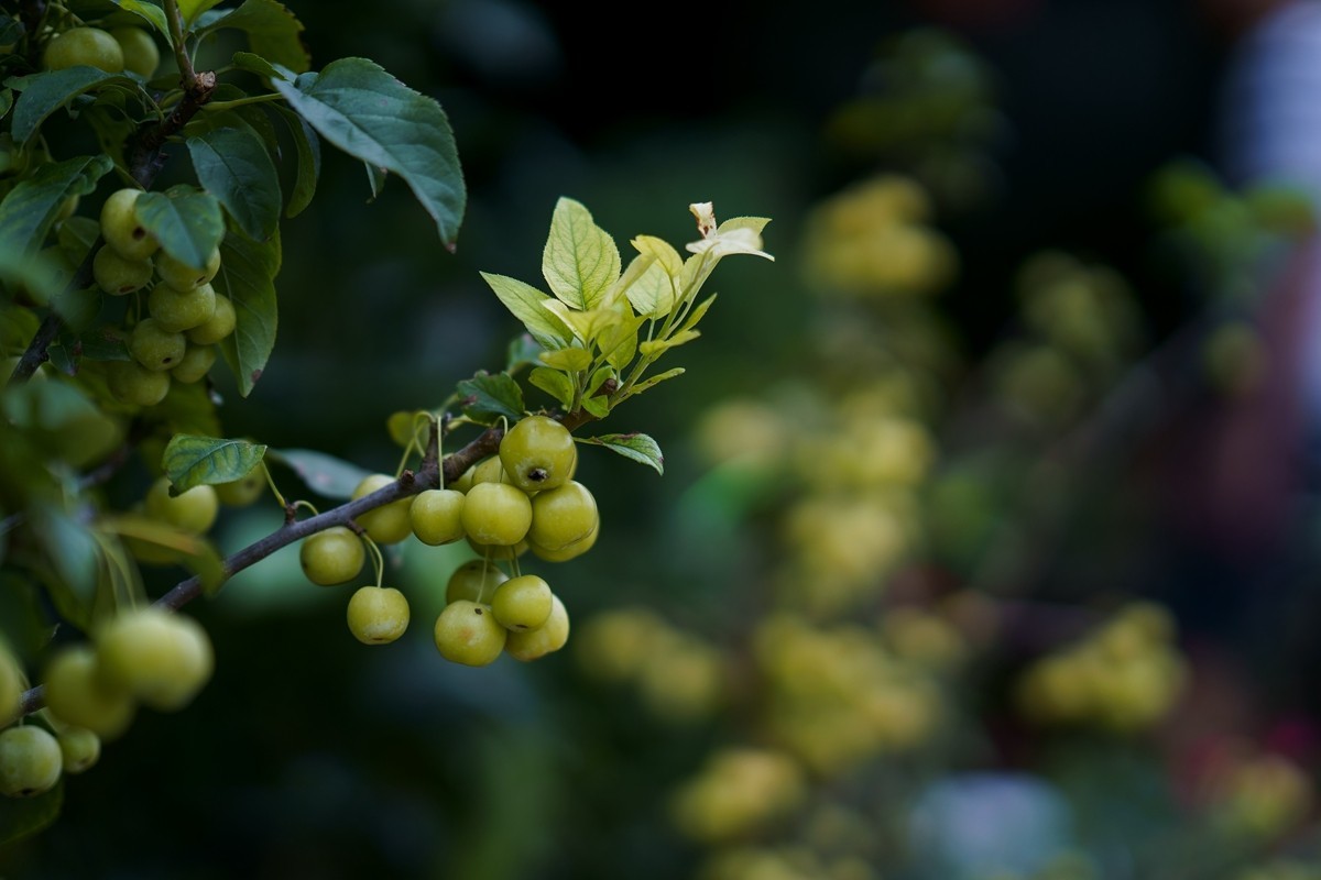 a7m3+FE 85mm f1.4 GM (一组[鲜花) 祝贺好友晚之秋荣任索尼A7Rlll星空(中国)版主