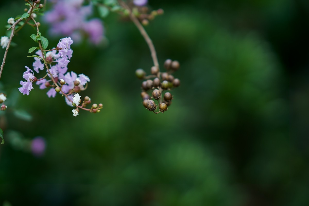 a7m3+FE 85mm f1.4 GM (一组[鲜花) 祝贺好友晚之秋荣任索尼A7Rlll星空(中国)版主