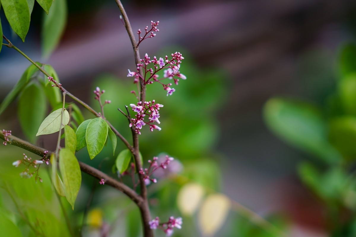 a7m3+FE 85mm f1.4 GM (一组[鲜花) 祝贺好友晚之秋荣任索尼A7Rlll星空(中国)版主