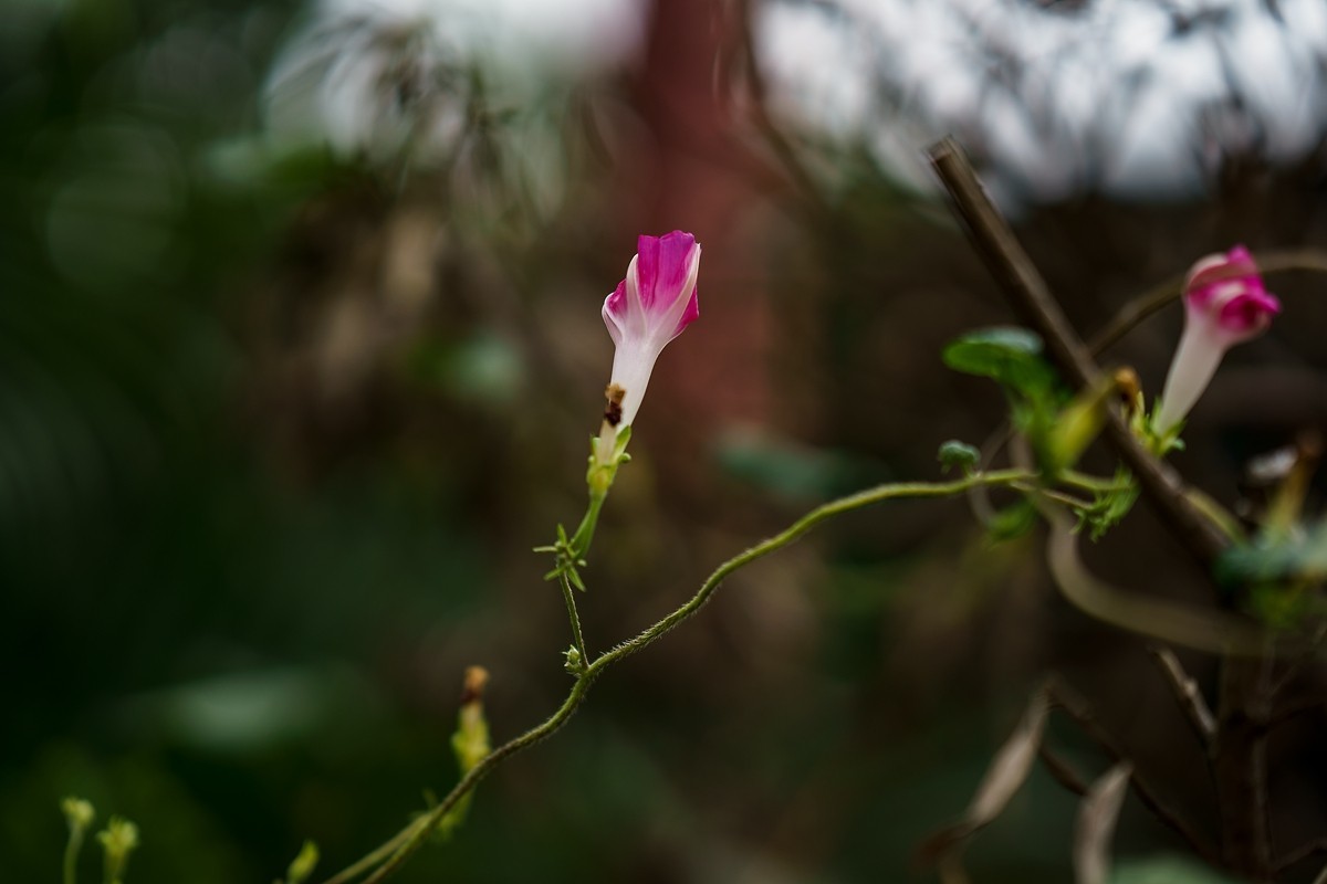 a7m3+FE 85mm f1.4 GM (一组[鲜花) 祝贺好友晚之秋荣任索尼A7Rlll星空(中国)版主