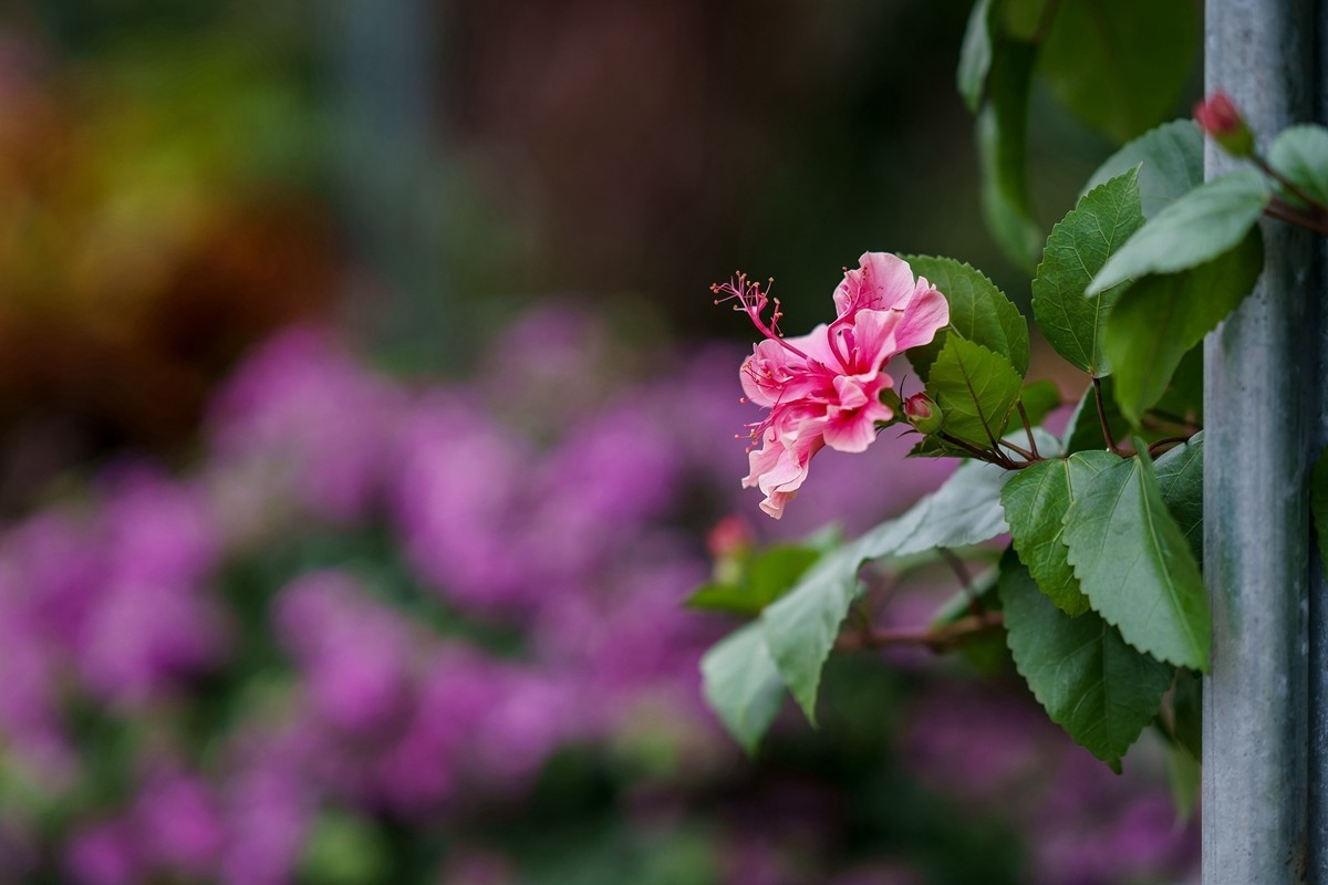 a7m3+FE 85mm f1.4 GM (一组[鲜花) 祝贺好友晚之秋荣任索尼A7Rlll星空(中国)版主