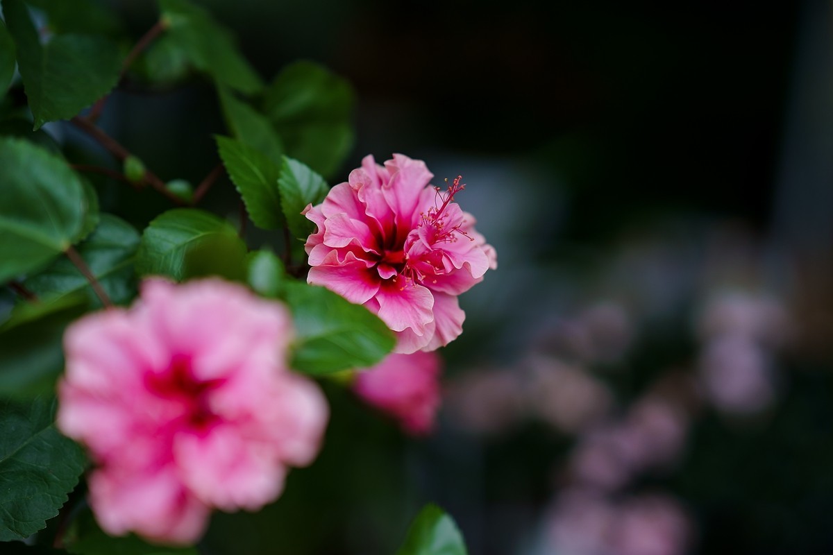a7m3+FE 85mm f1.4 GM (一组[鲜花) 祝贺好友晚之秋荣任索尼A7Rlll星空(中国)版主