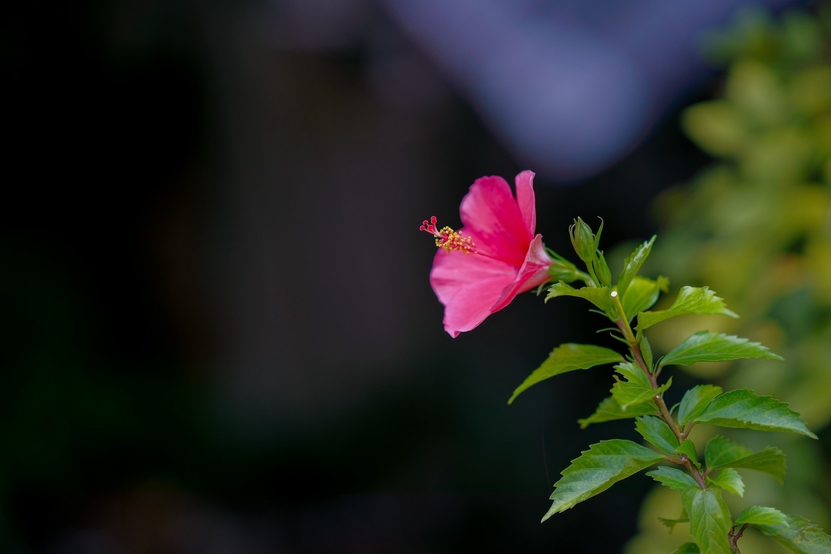 a7m3+FE 85mm f1.4 GM (一组[鲜花) 祝贺好友晚之秋荣任索尼A7Rlll星空(中国)版主