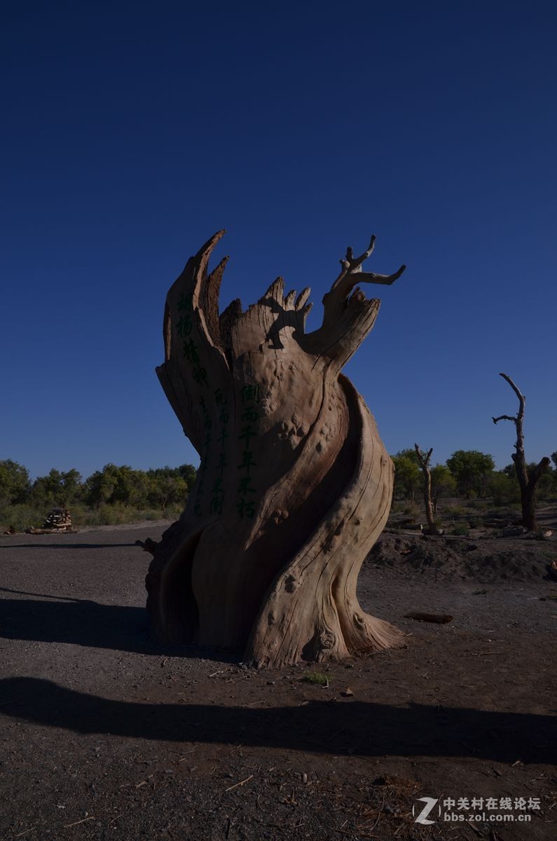 新疆塔克拉玛干沙漠边沿永远的胡杨