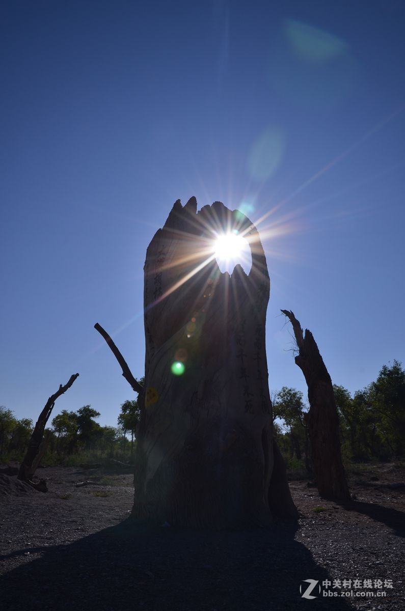 新疆塔克拉玛干沙漠边沿永远的胡杨