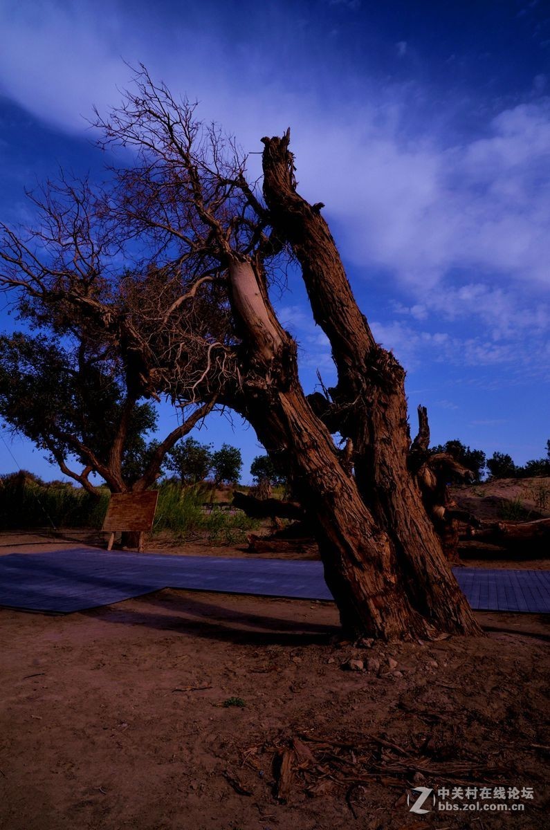 新疆塔克拉玛干沙漠边沿永远的胡杨