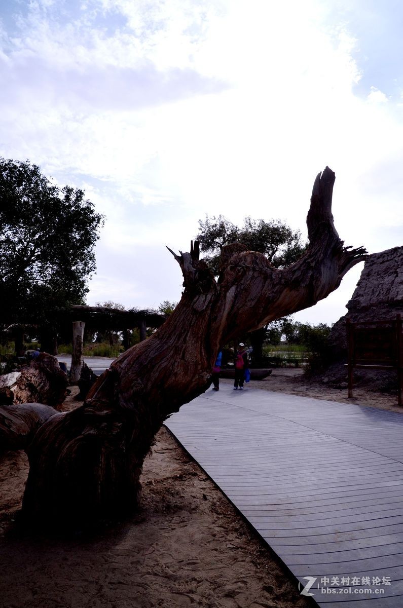 新疆塔克拉玛干沙漠边沿永远的胡杨