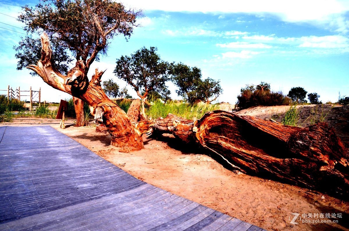 新疆塔克拉玛干沙漠边沿永远的胡杨