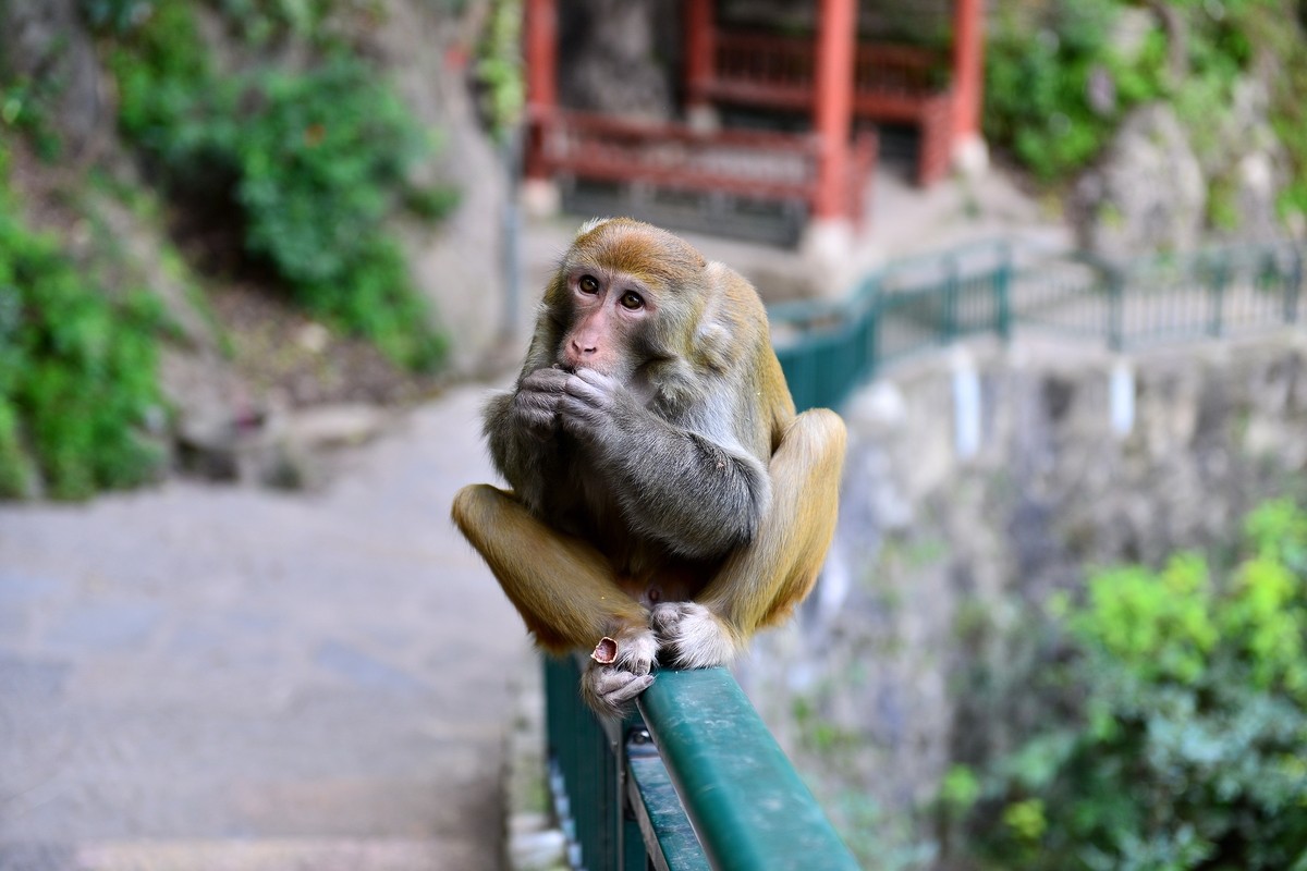 贵州之旅黔灵山公园的野猴