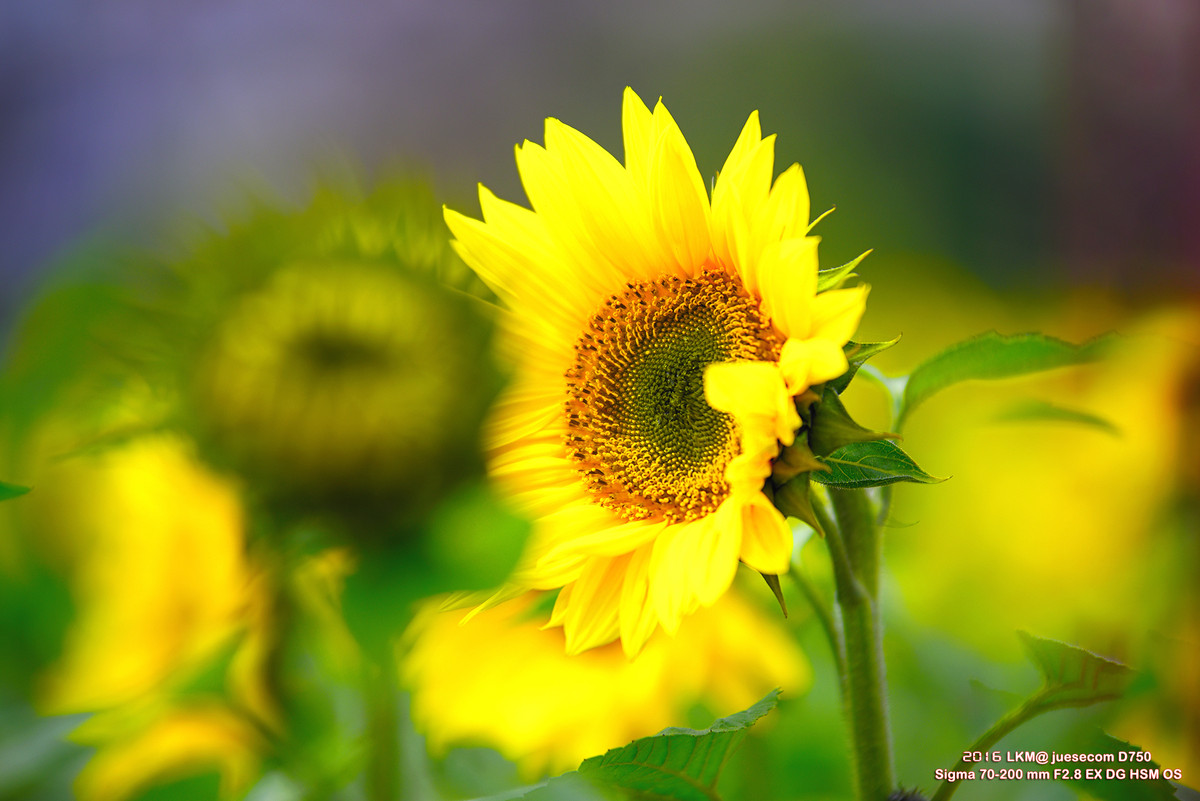 TB购买测焦卡，自行调焦后的测试人像和花蕊照片（附上测焦卡照片）