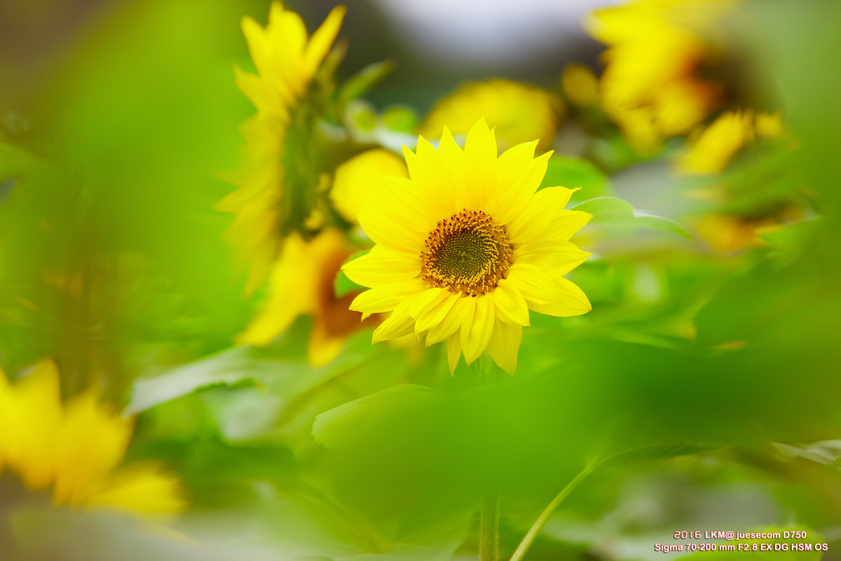 TB购买测焦卡，自行调焦后的测试人像和花蕊照片（附上测焦卡照片）