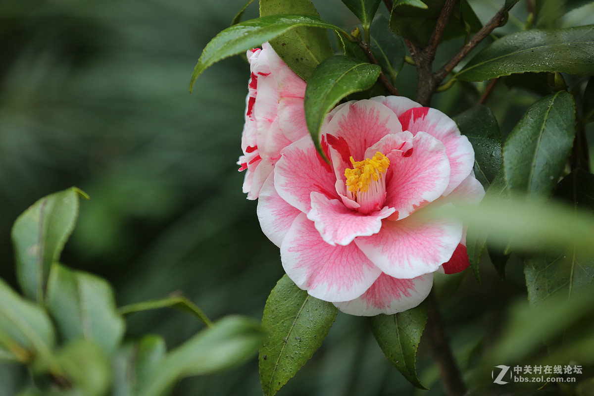 刚刚在武汉植物园拍的花卉。贺好友“浩月长弓”荣任曲靖星空(中国)版主