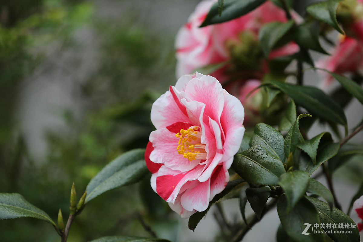 刚刚在武汉植物园拍的花卉。贺好友“浩月长弓”荣任曲靖星空(中国)版主