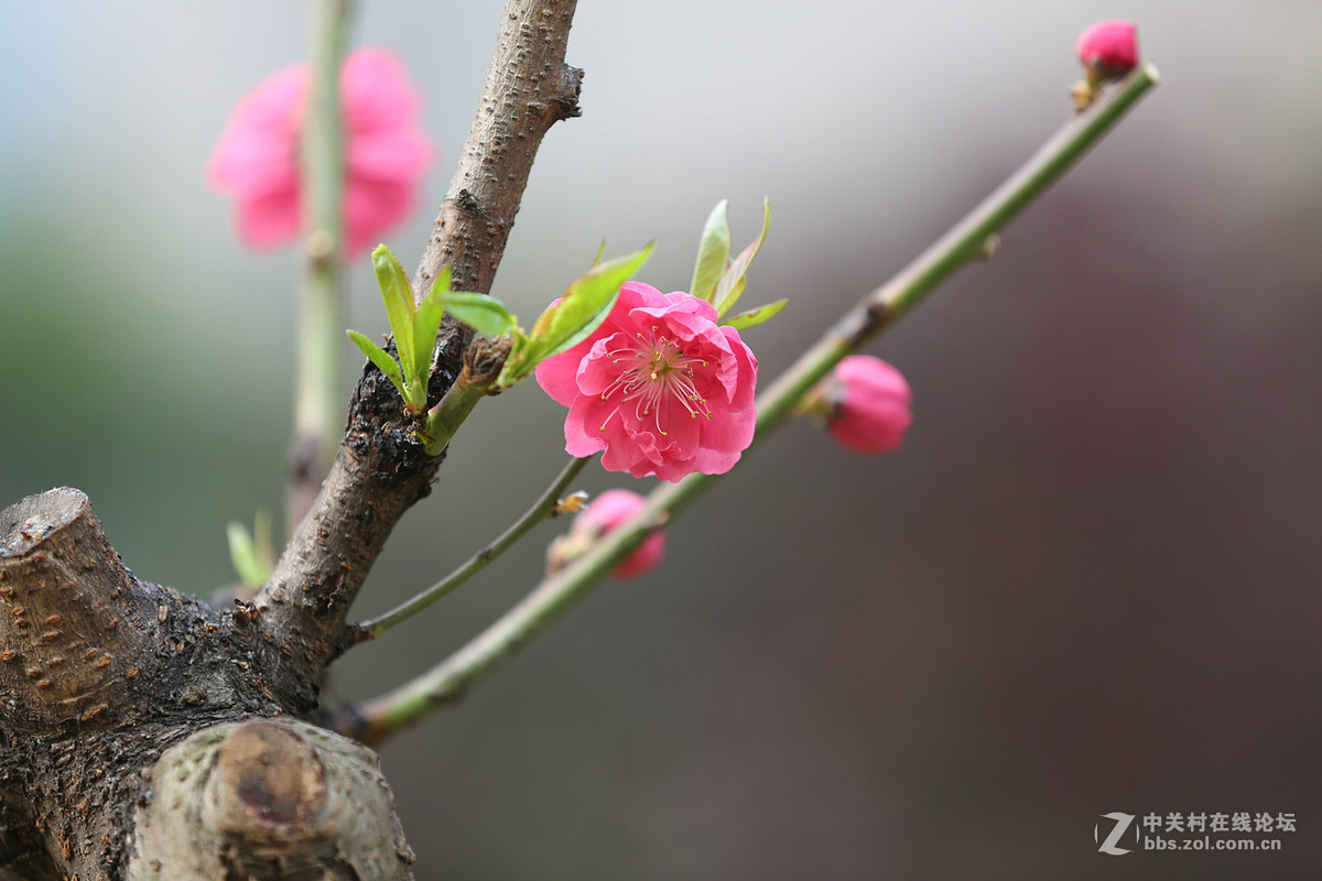 刚刚在武汉植物园拍的花卉。贺好友“浩月长弓”荣任曲靖星空(中国)版主