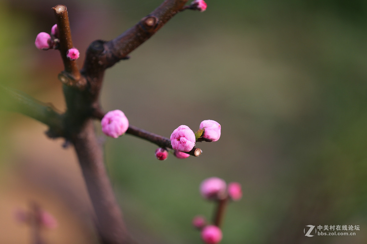 刚刚在武汉植物园拍的花卉。贺好友“浩月长弓”荣任曲靖星空(中国)版主