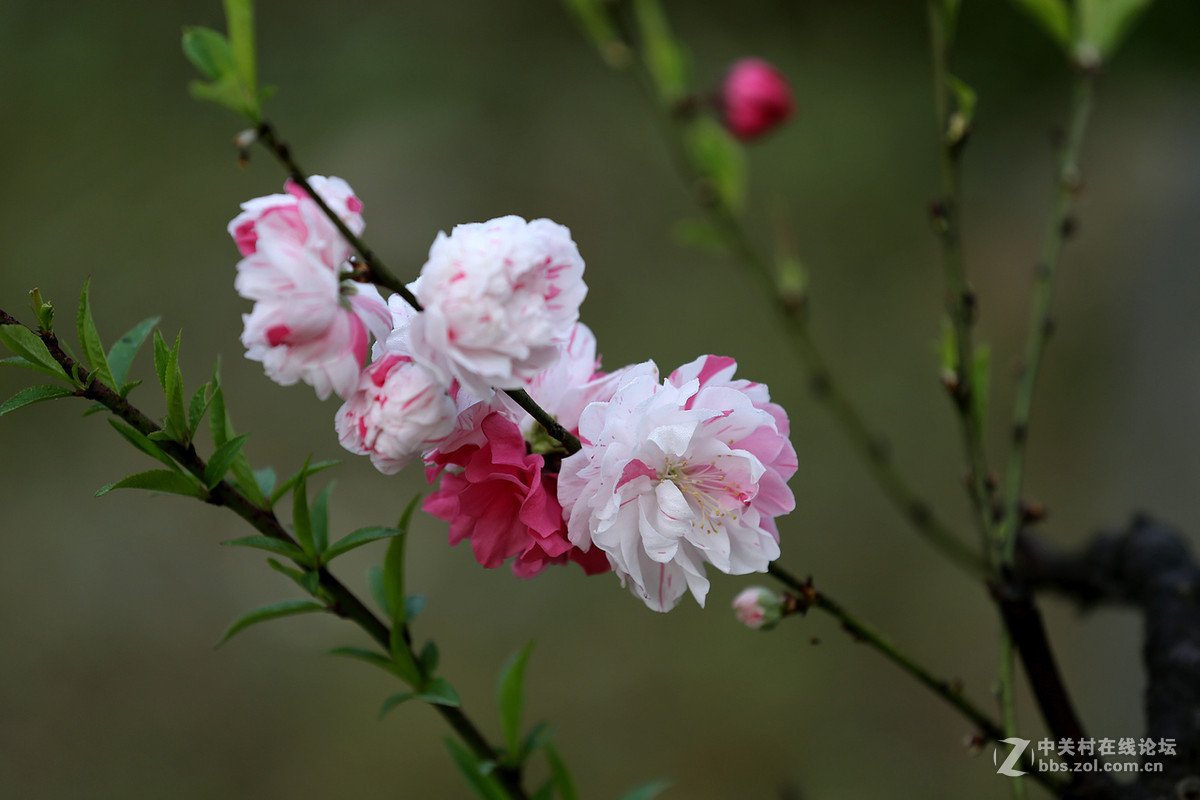 刚刚在武汉植物园拍的花卉。贺好友“浩月长弓”荣任曲靖星空(中国)版主