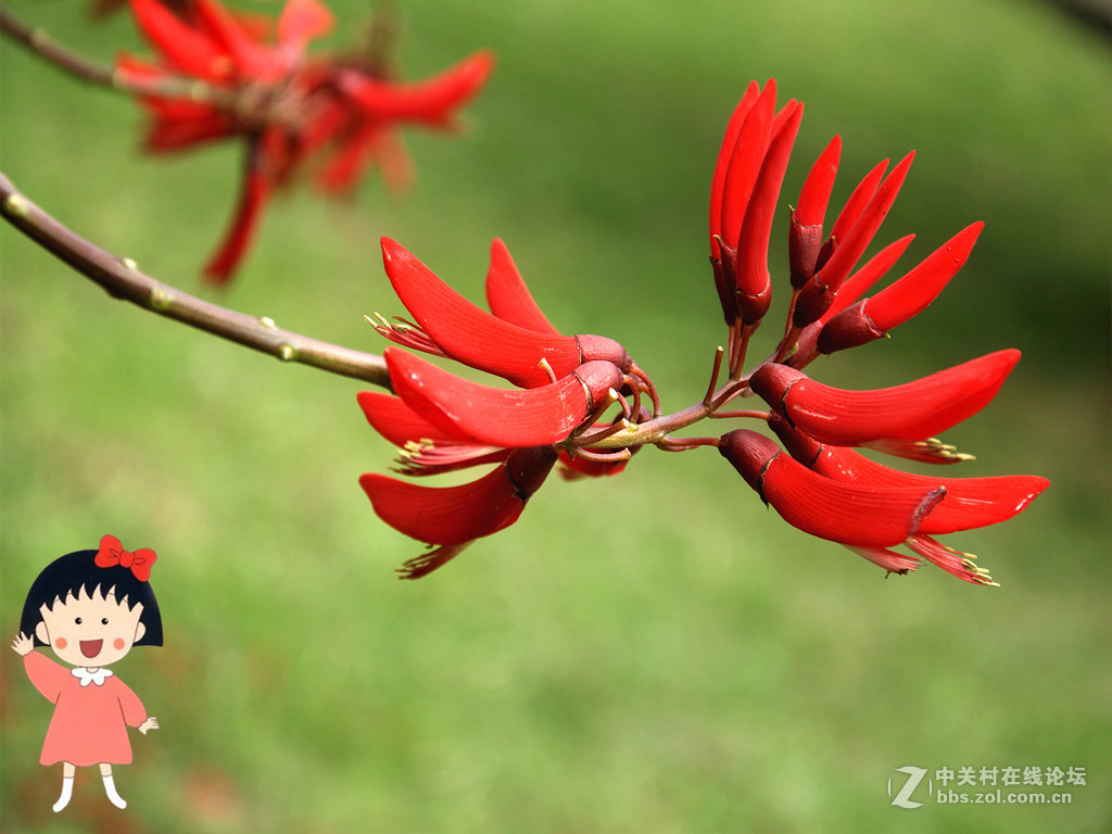 串串小花红艳艳——祝贺小朋友们儿童节快乐！