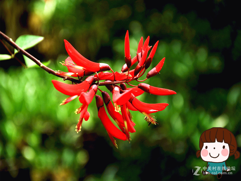 串串小花红艳艳——祝贺小朋友们儿童节快乐！