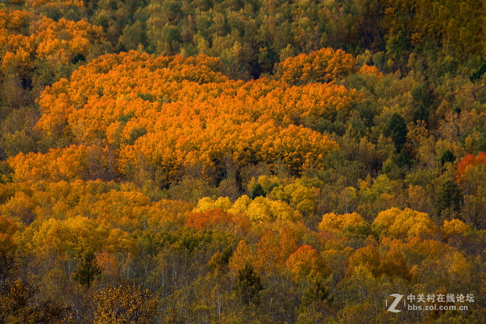内蒙莫尔道嘎森林