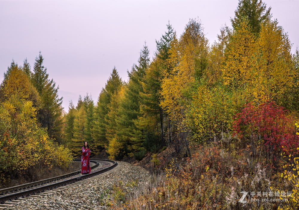 内蒙莫尔道嘎森林