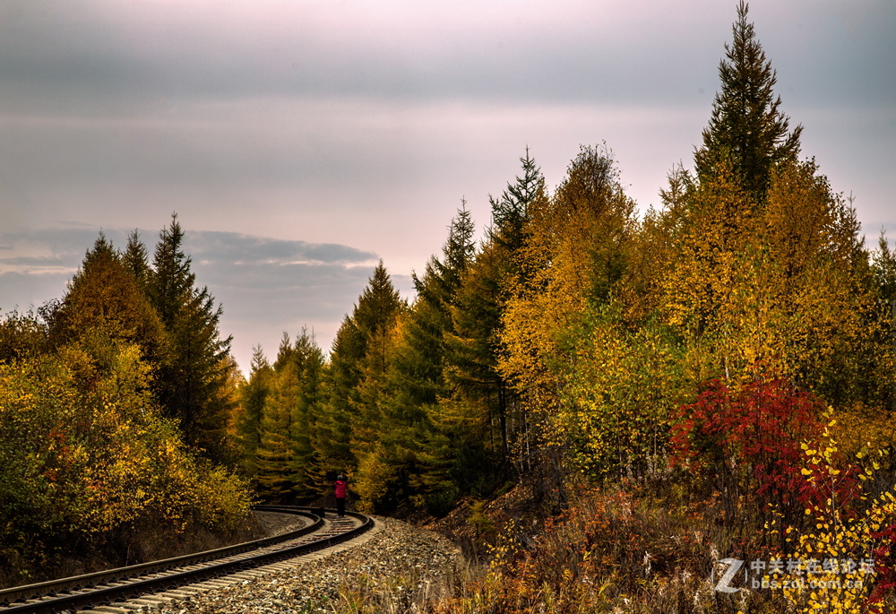 内蒙莫尔道嘎森林