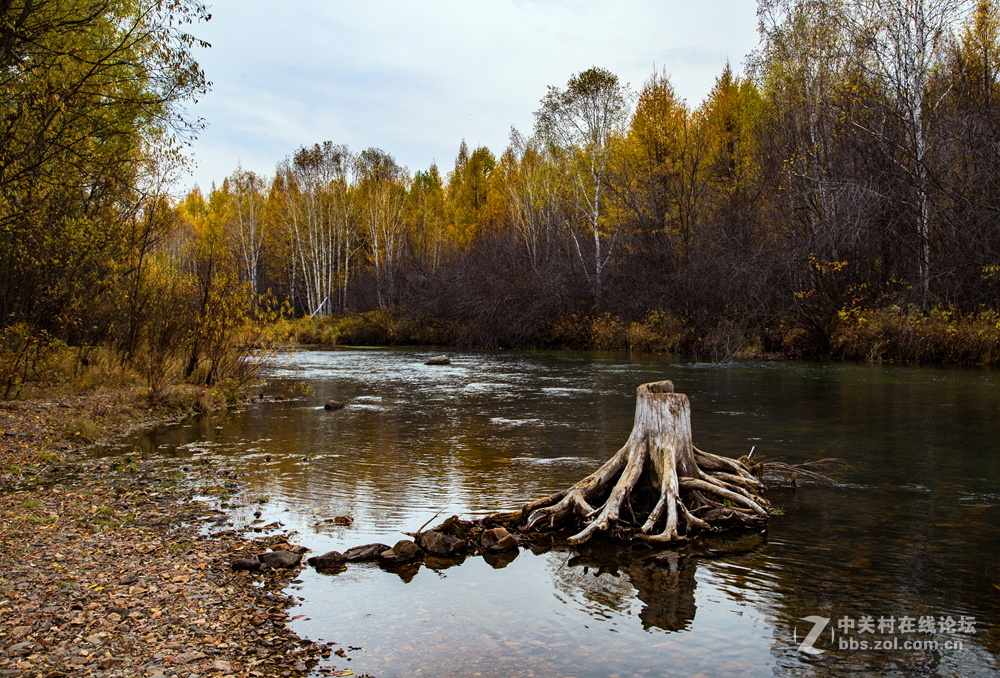 内蒙莫尔道嘎森林