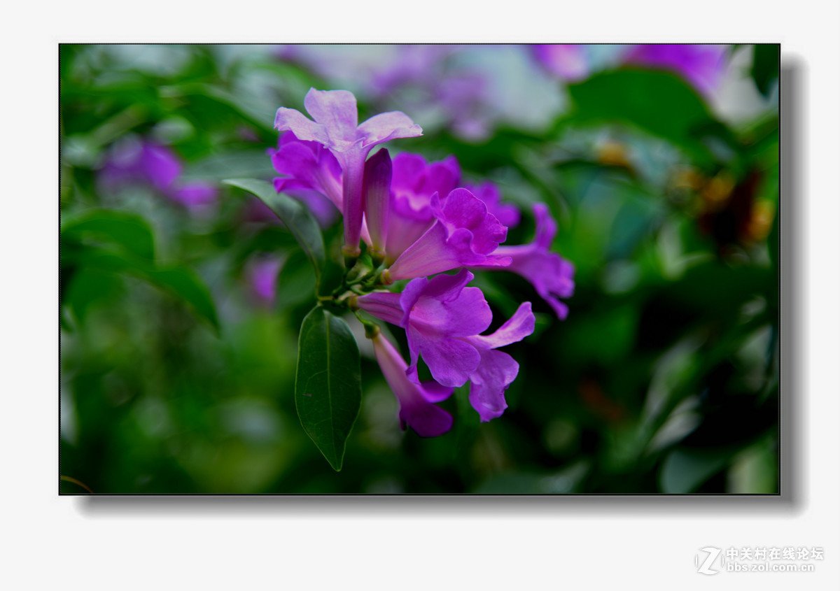 凌霄花