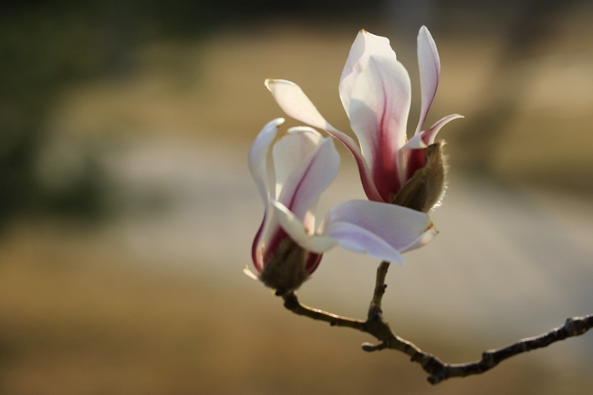 玉兰花