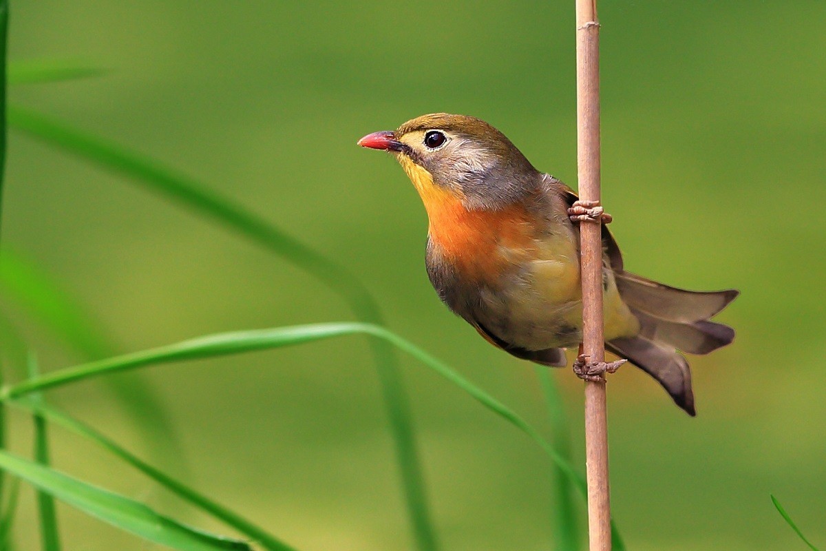 银耳相思雀红耳鹎