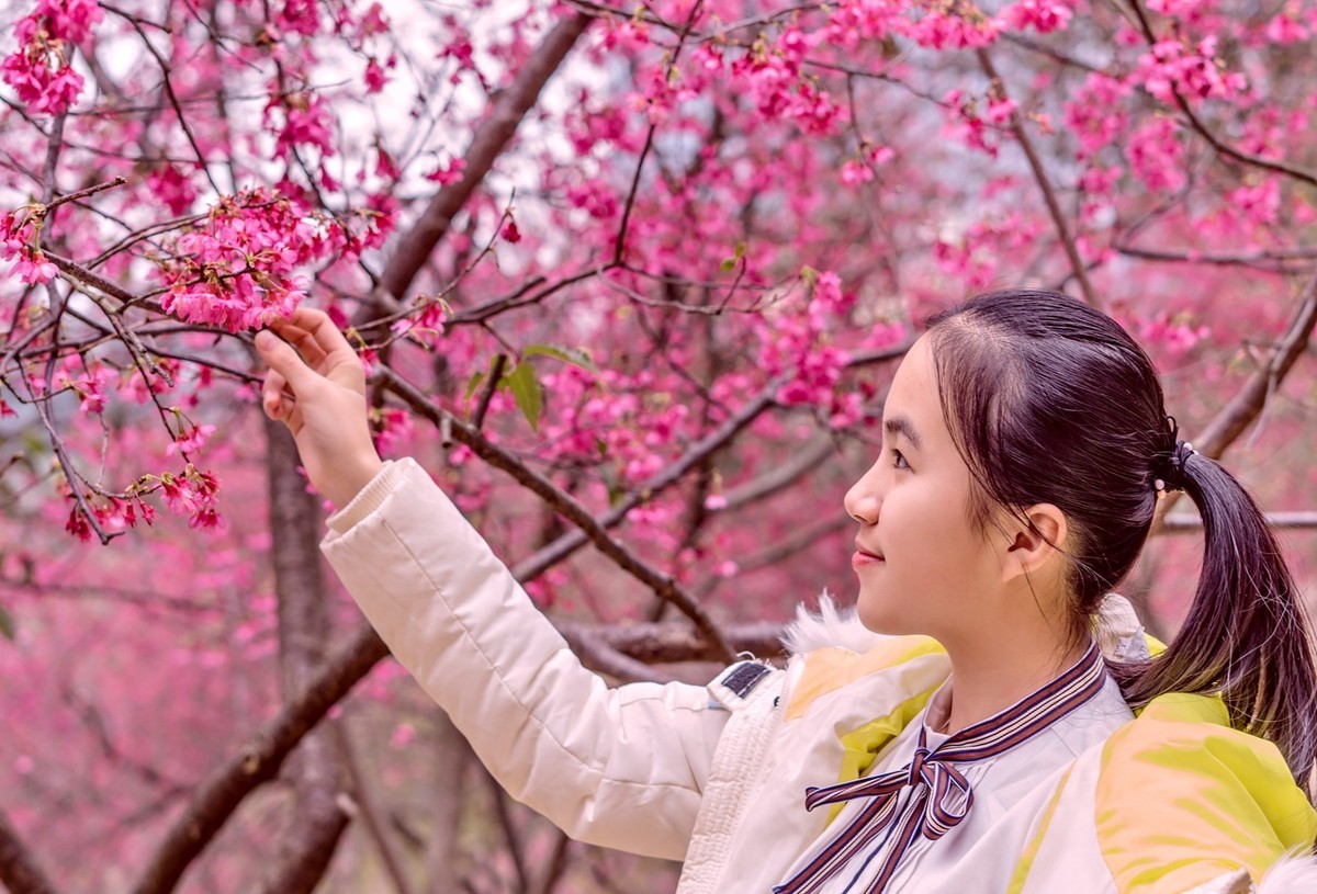 樱花盛开的季节。。。。。。。。。。。。。。。。！