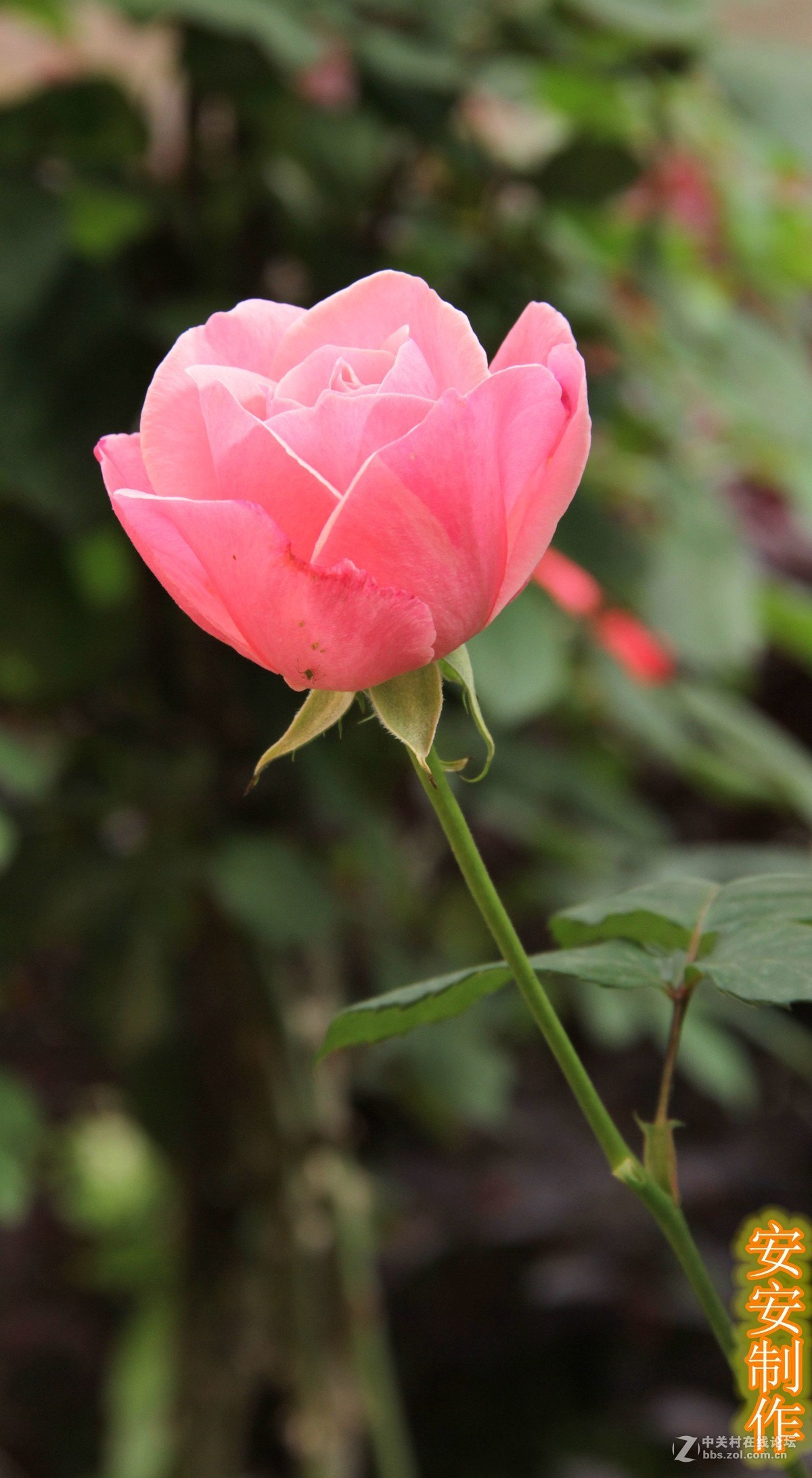 快过季节的花朵