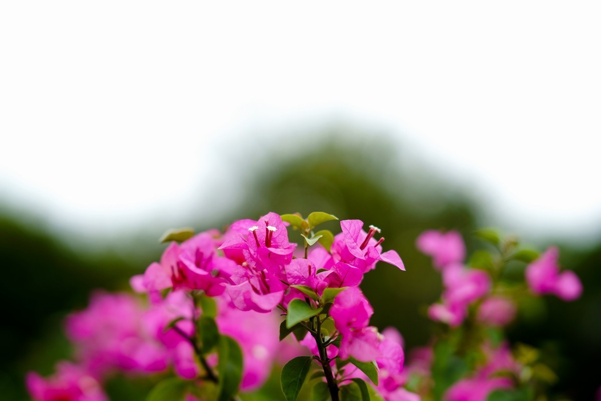 a7m3+FE 85mm f1.4 GM (一组[鲜花) 祝贺好友晚之秋荣任索尼A7Rlll星空(中国)版主