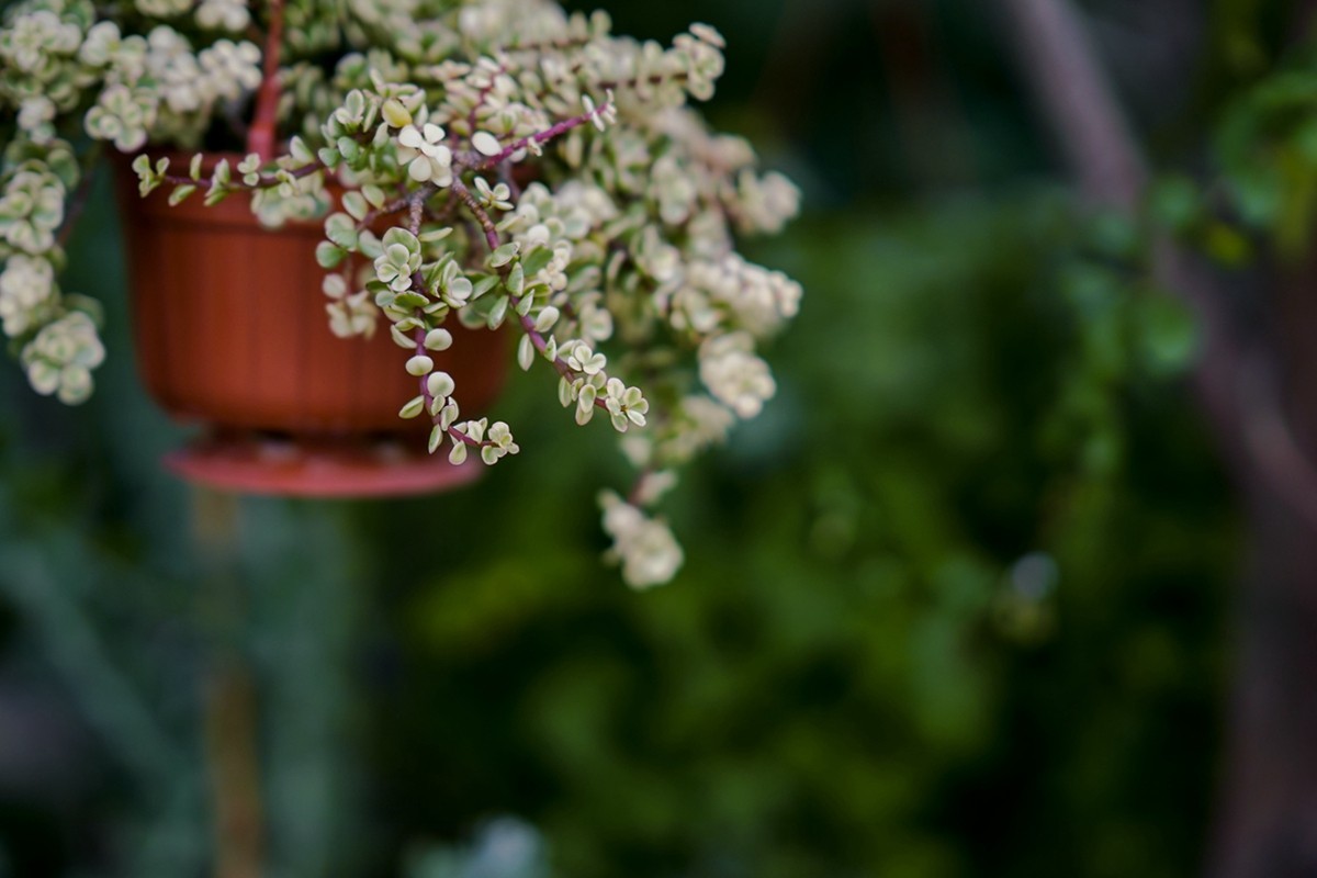 a7m3+FE 85mm f1.4 GM (一组[鲜花) 祝贺好友晚之秋荣任索尼A7Rlll星空(中国)版主