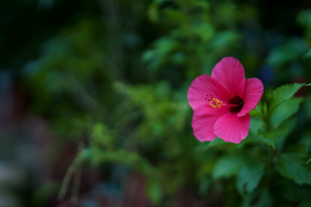 a7m3+FE 85mm f1.4 GM (一组[鲜花) 祝贺好友晚之秋荣任索尼A7Rlll星空(中国)版主