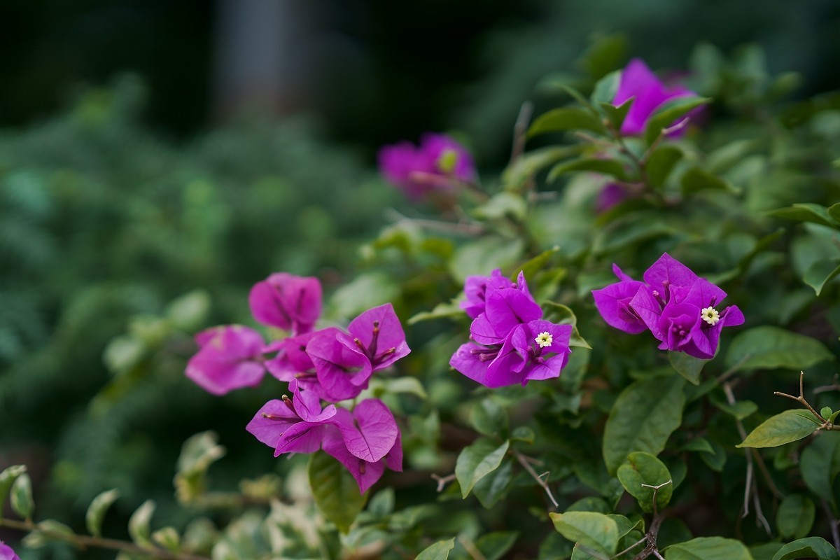a7m3+FE 85mm f1.4 GM (一组[鲜花) 祝贺好友晚之秋荣任索尼A7Rlll星空(中国)版主