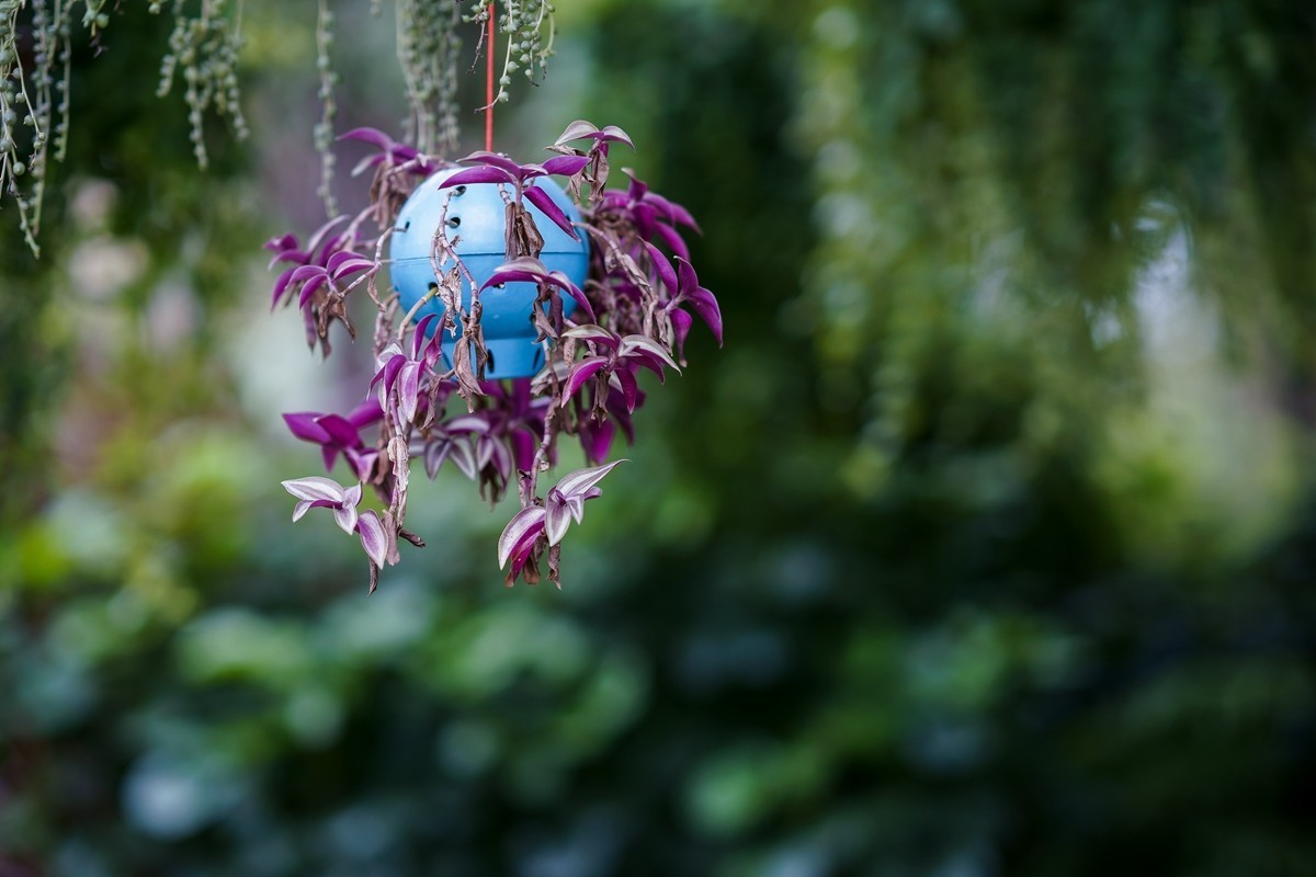 a7m3+FE 85mm f1.4 GM (一组[鲜花) 祝贺好友晚之秋荣任索尼A7Rlll星空(中国)版主