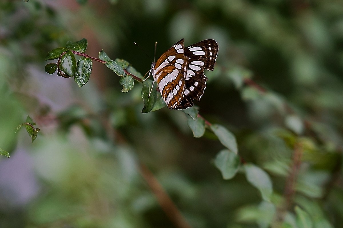 a7m3+FE 85mm f1.4 GM (一组[鲜花) 祝贺好友晚之秋荣任索尼A7Rlll星空(中国)版主